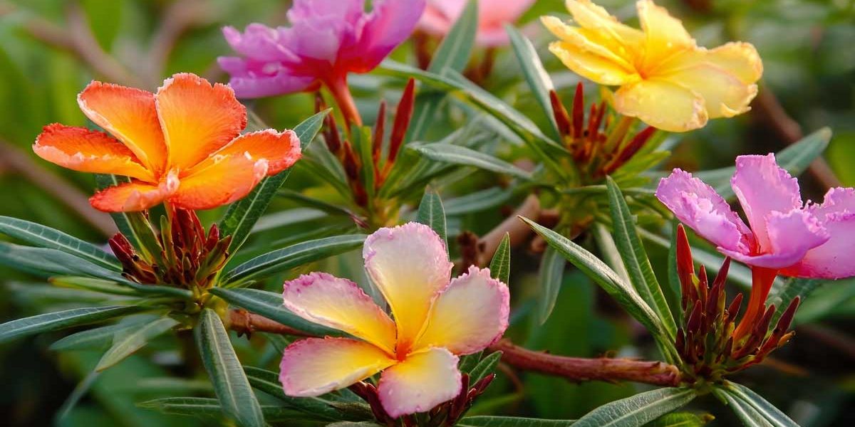 pourpier grandes fleurs