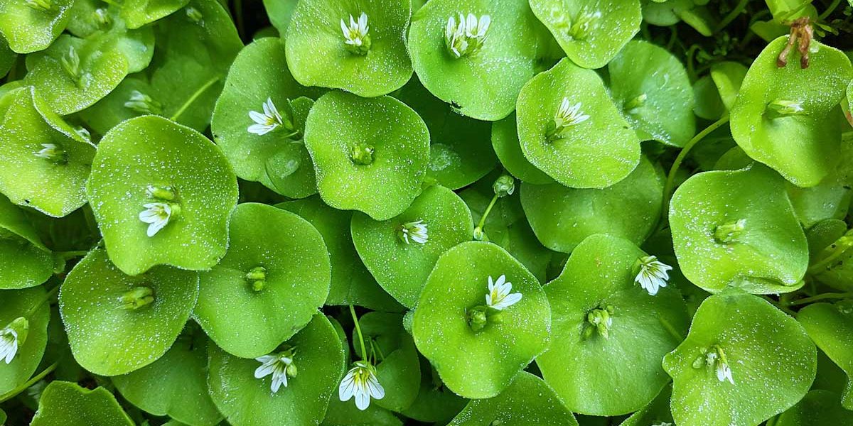 En août, je sème toujours cette mini salade : elle couvre le sol et se mange en 2 mois