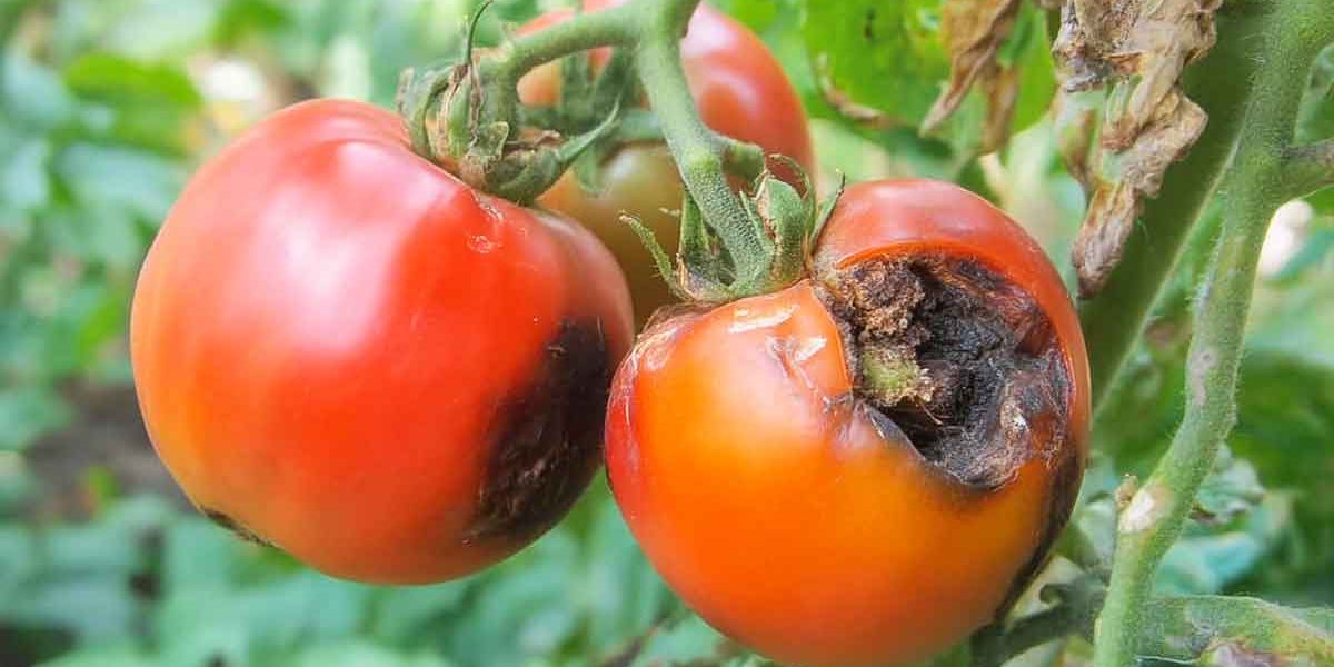 pourriture apicaire tomates