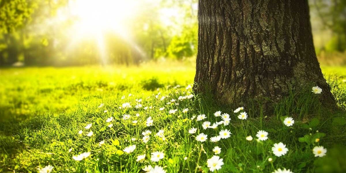 Les vrais signes que le printemps arrive