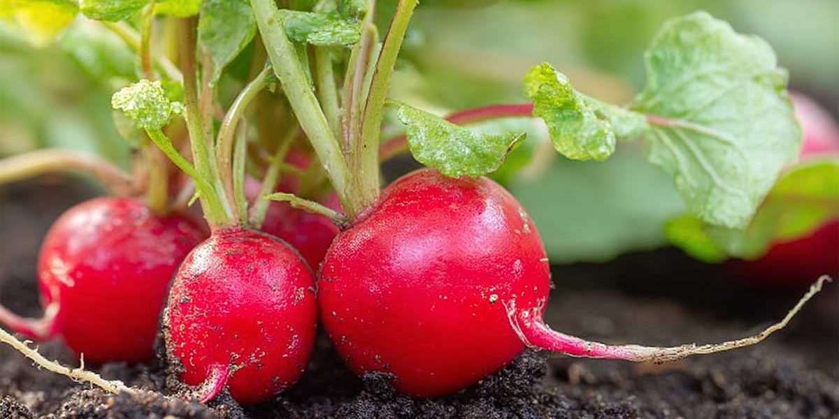 Le geste simple à faire en août pour récolter des radis doux en novembre
