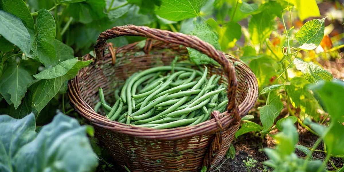 recolte haricots verts