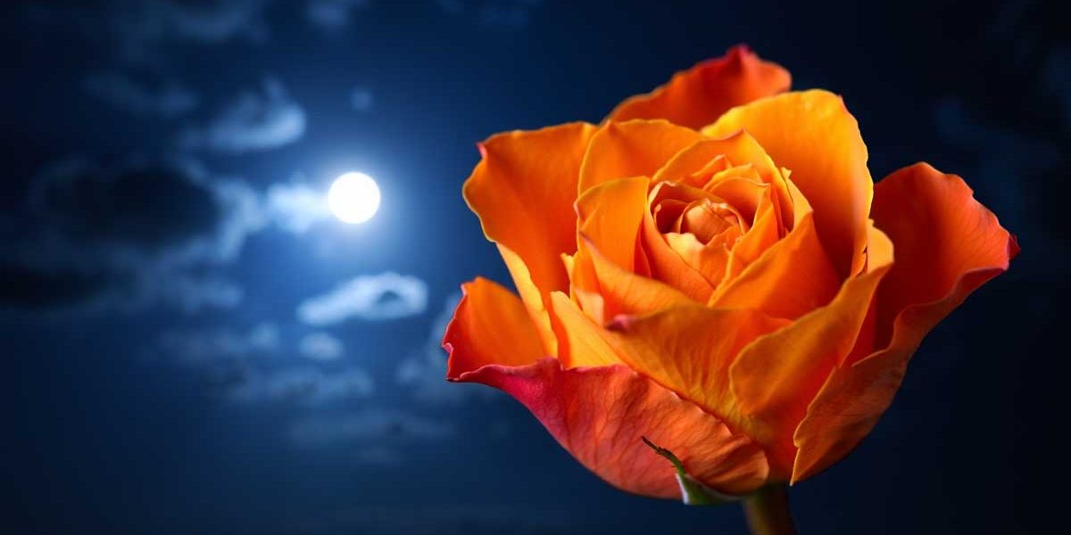 rose lune