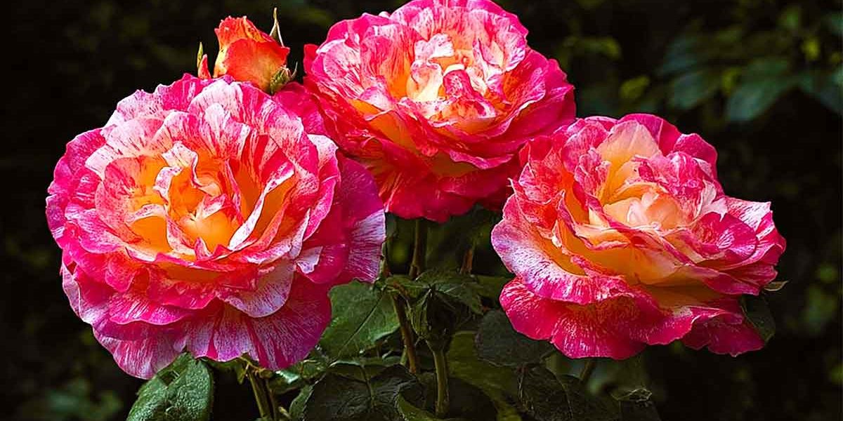 roses resplendissantes