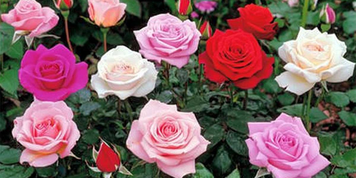 roses spectaculaires