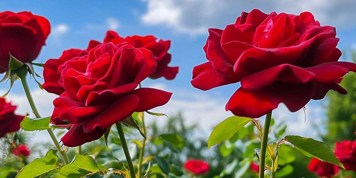 rosier astuce de grand mère