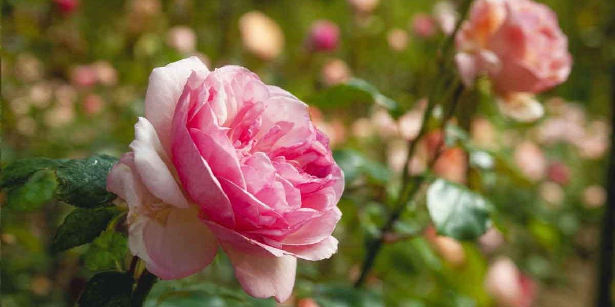 Rosiers sous la chaleur estivale