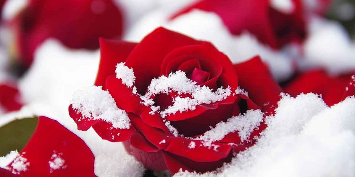 rosier et gel