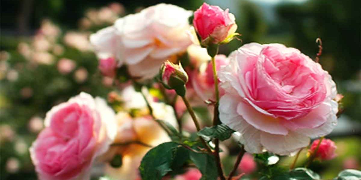 rosier en plein santé