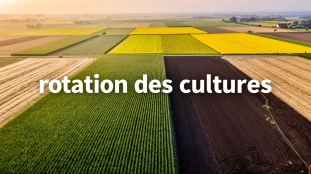 champ rotations cultures parcelles vue aerienne