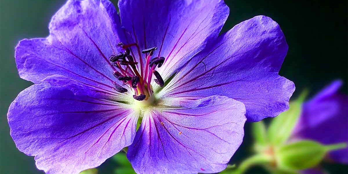 geranium rozanne