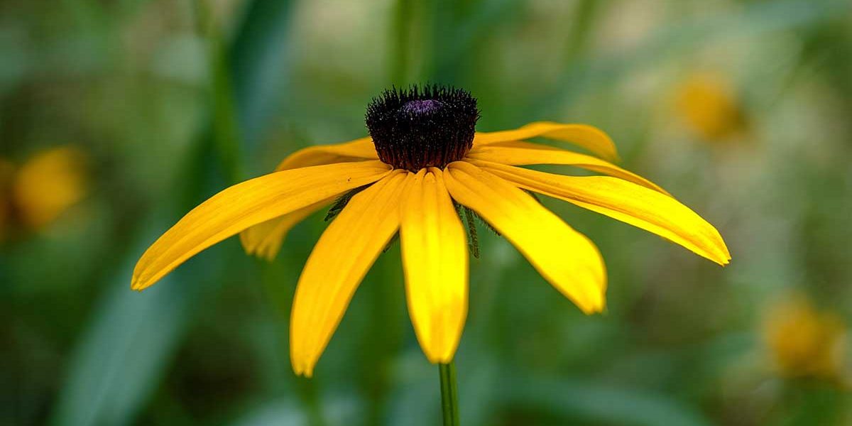 rudbeckia