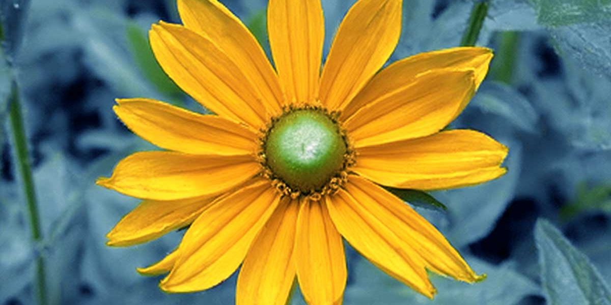 rudbeckia