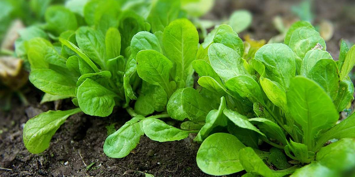 Ces variétés de mâche semées fin août poussent sans stress et ont un goût vraiment sucré
