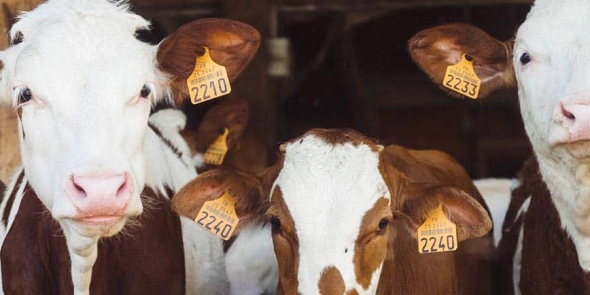 Visiteurs au salon d'agriculture 2017 en France