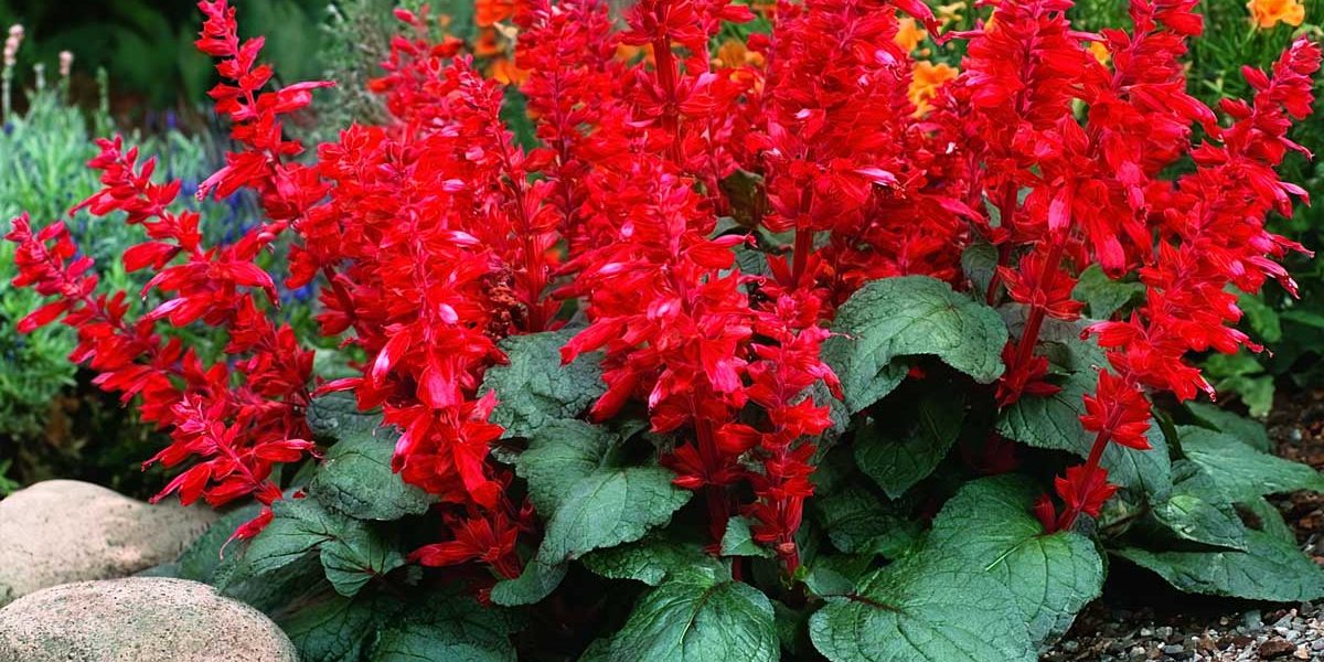 salvia