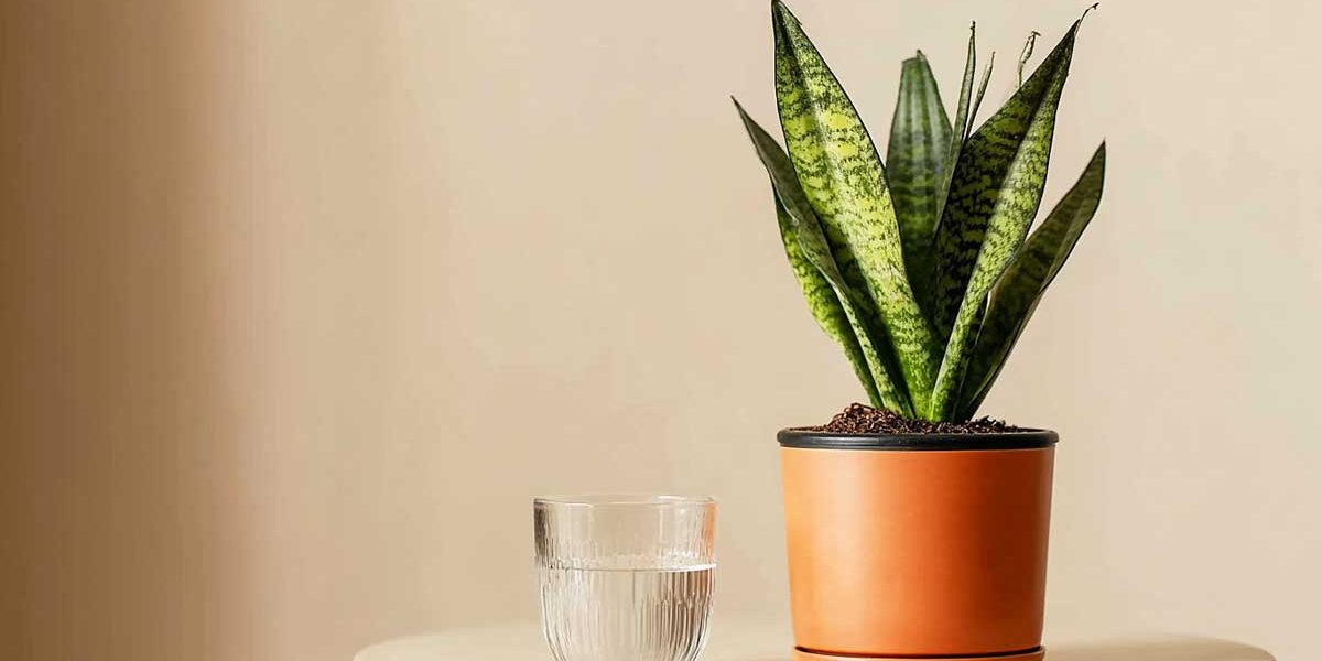 sansevieria