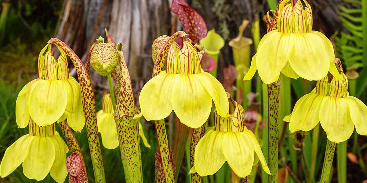 sarracenia