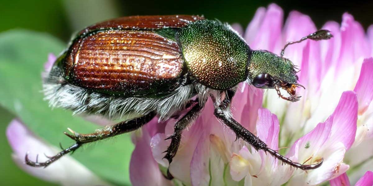 scarabee japonais