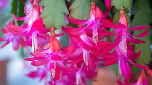 schlumbergera cactus