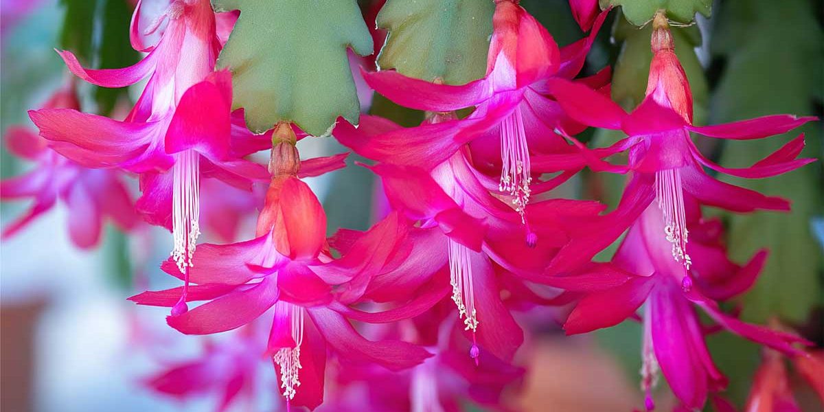 schlumbergera cactus