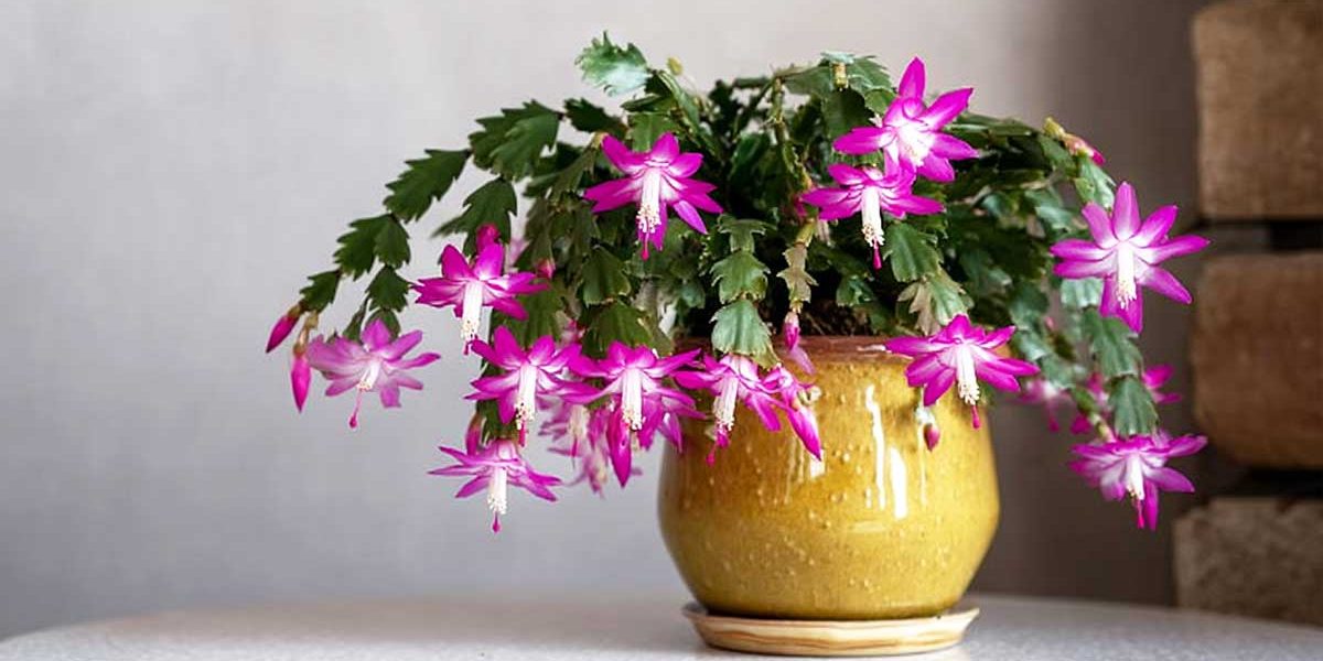 schlumbergera