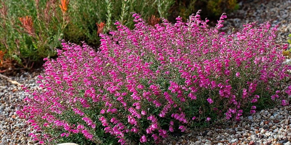 scutellaria suffrutescens