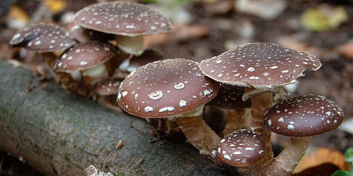 shiitake