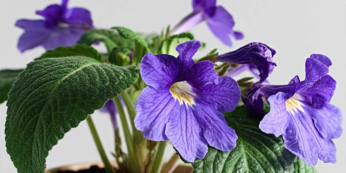 streptocarpus