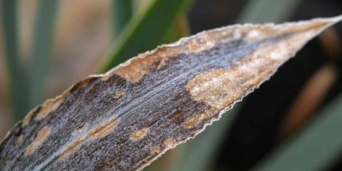 bout des feuilles brunes sur les plantes d'intérieur