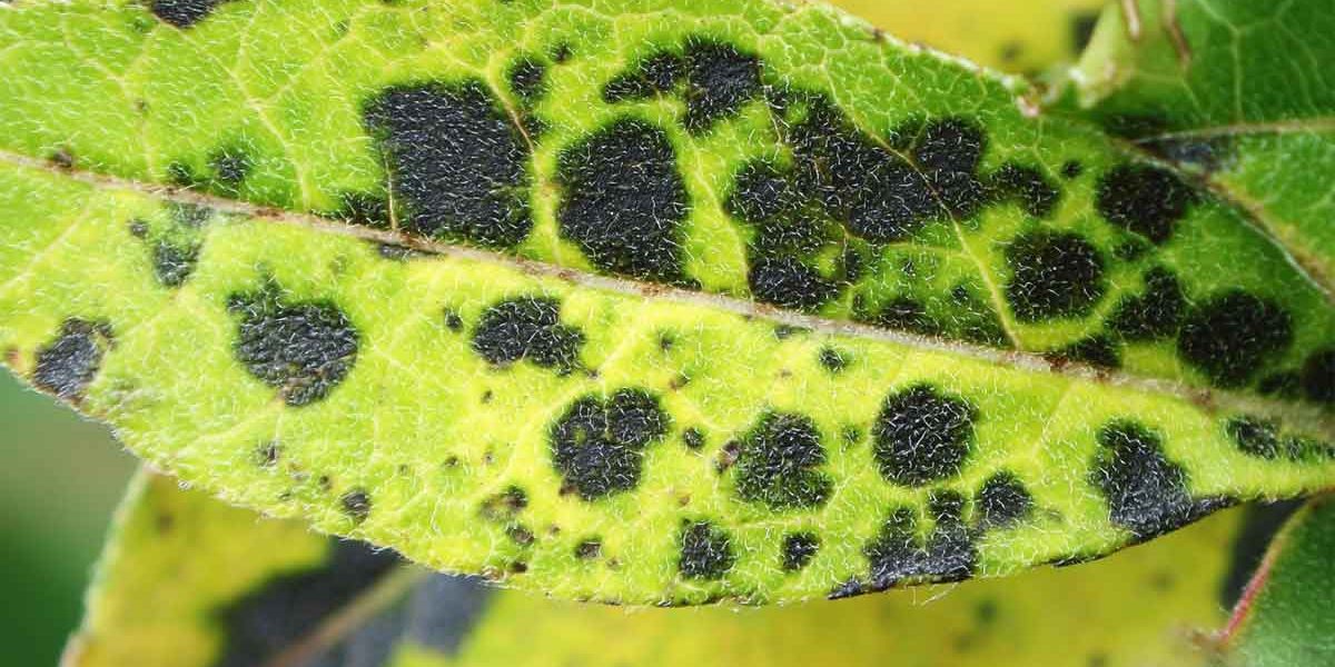 taches noires rosier