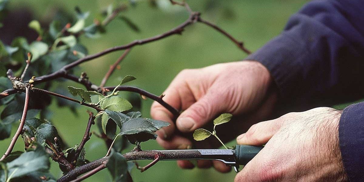 taille arbre fruitier janvier