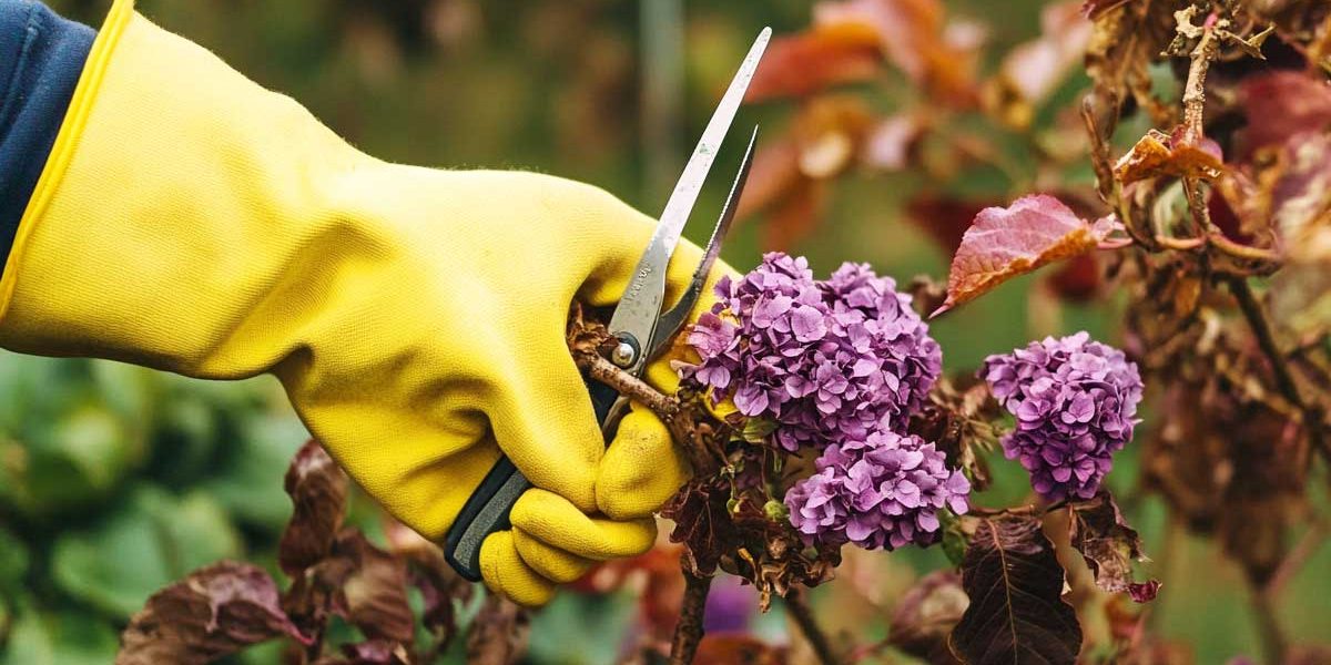 taille des arbustes en février