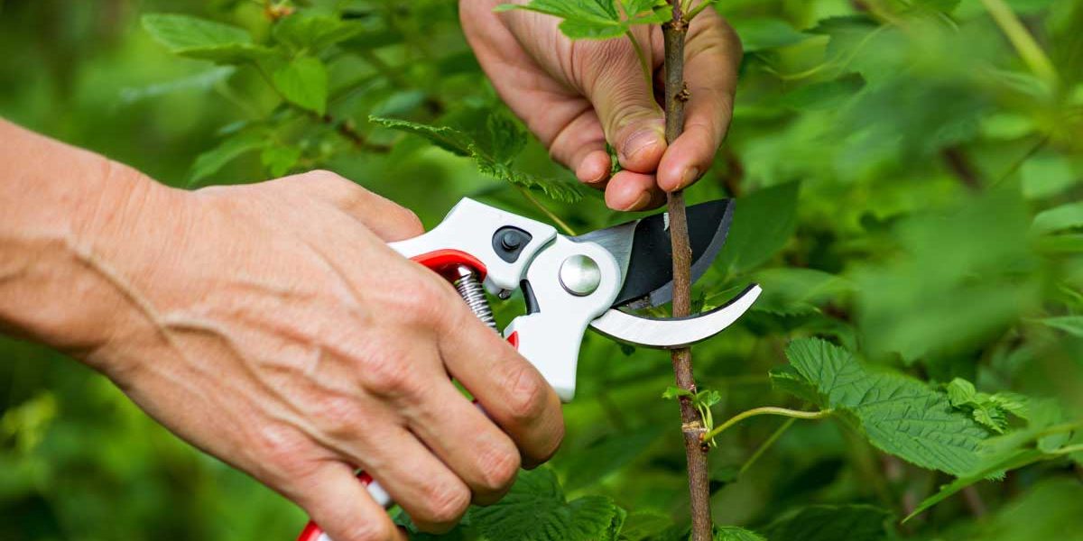 Cassissiers et groseilliers : le petit coup de sécateur qui fait des grappes superbes l’an prochain