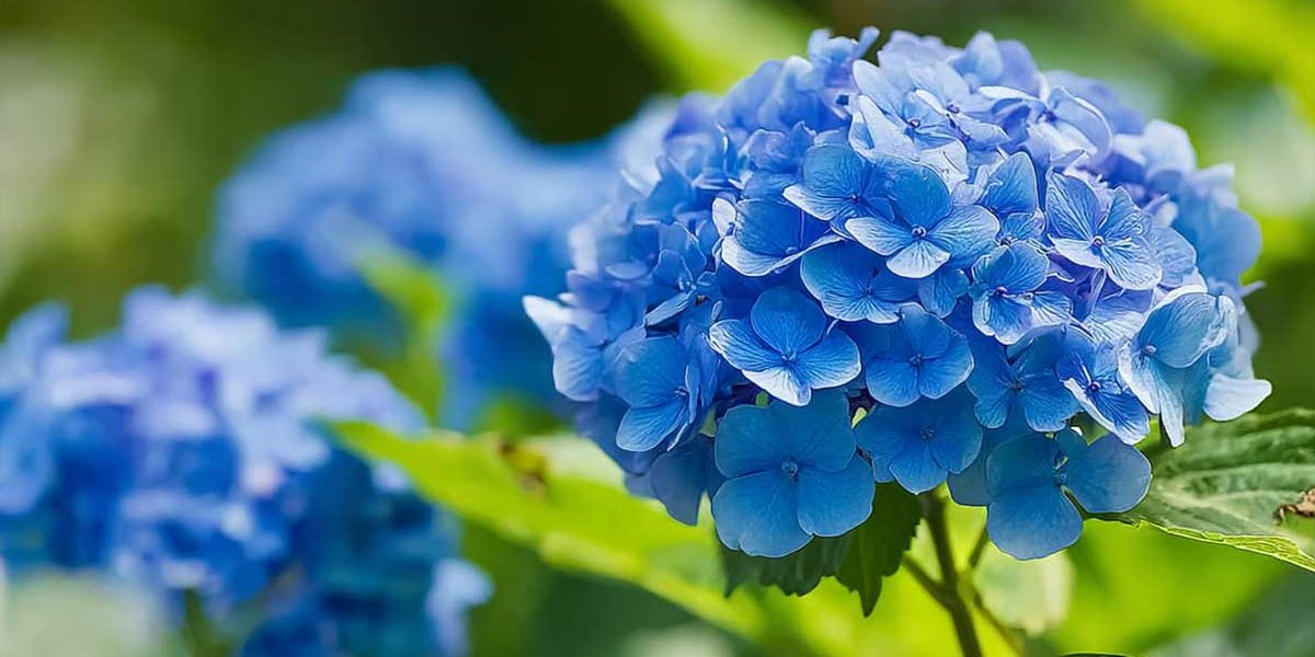 taille hortensia