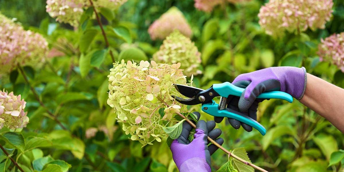 taille hortensia