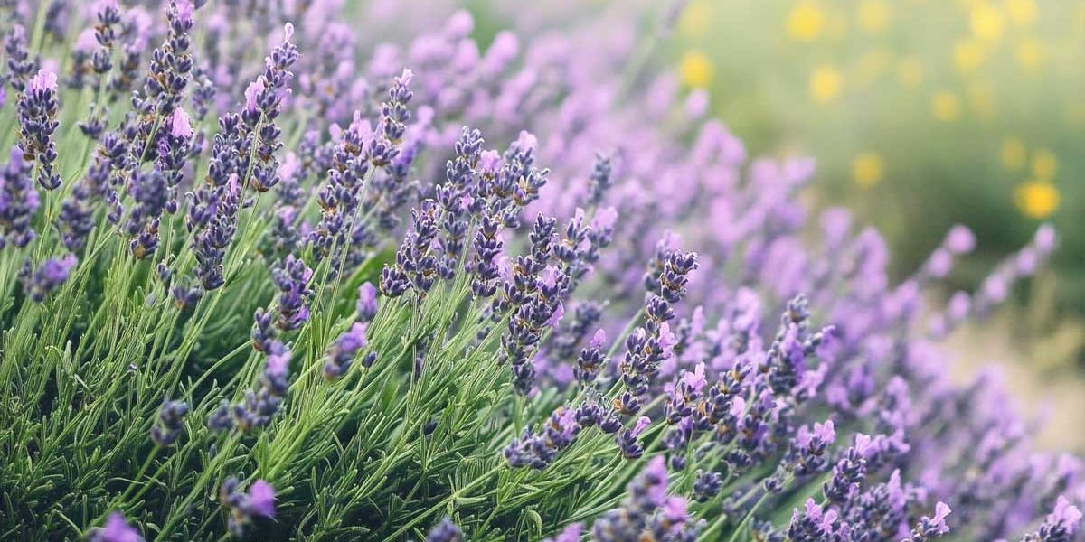 taille de la lavande