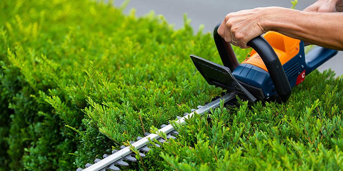 tailler haie septembre