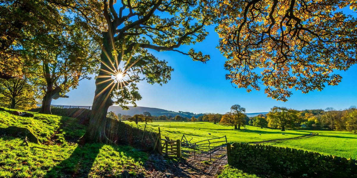 Vaste champ agricole verdoyant sous ciel bleu