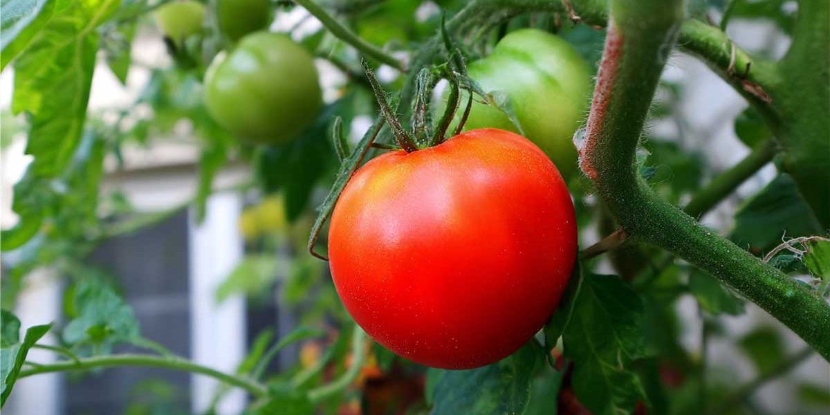 tomate en gros plan