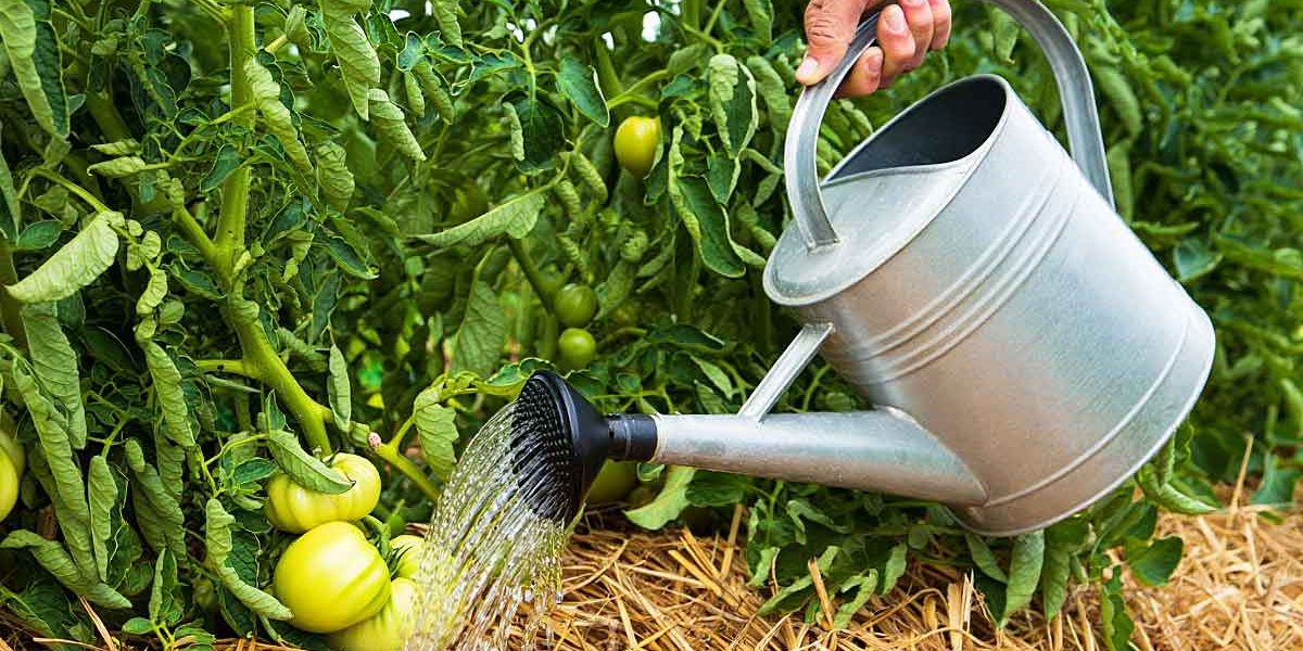 tomates arrosage