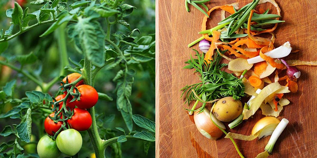 tomates et epluchures