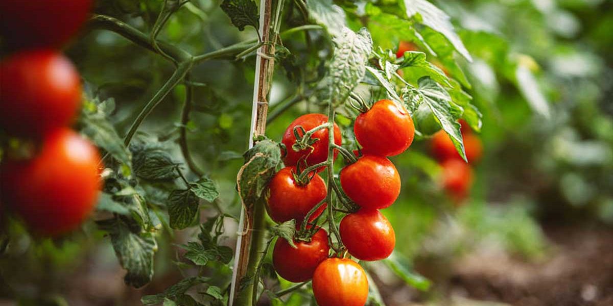 Après les tomates, voici les légumes que je plante toujours pour régénérer la terre