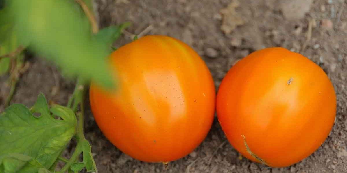 tomates madagascar