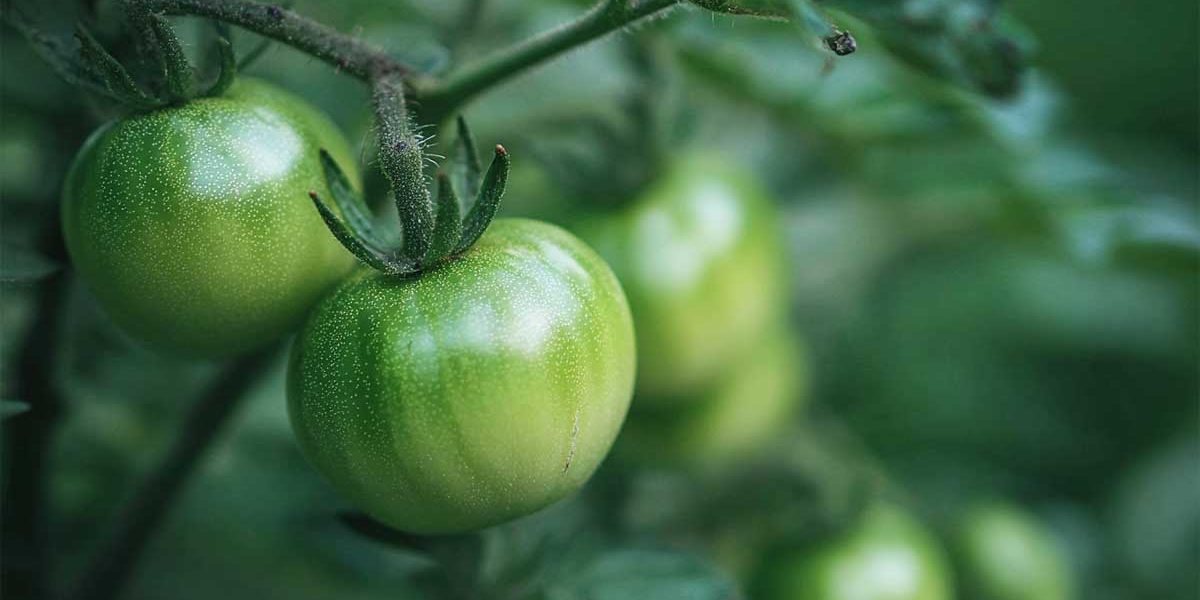 Pourquoi vos tomates restent vertes en septembre ? Parce que vous n’avez pas fait ça en août