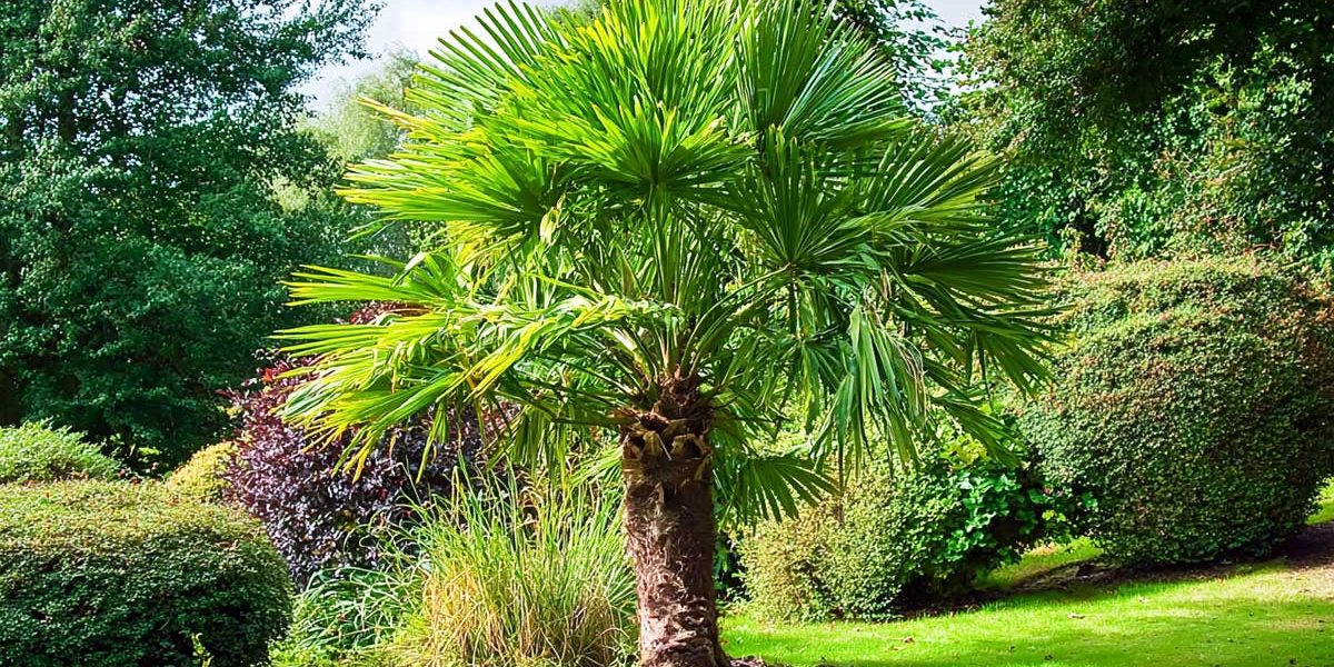 trachycarpus fortunei