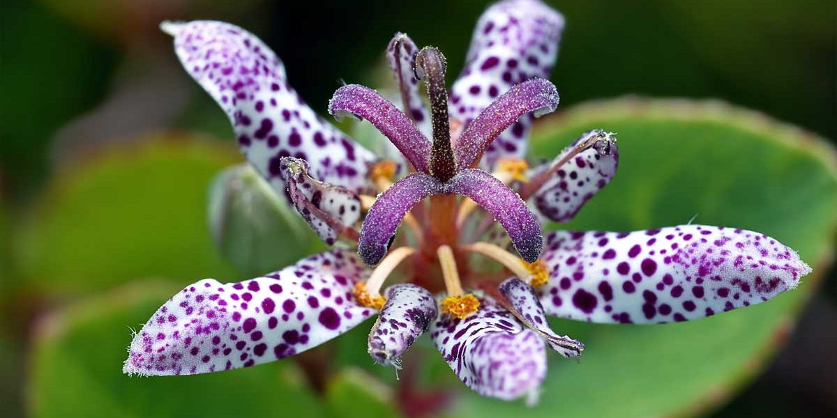 tricyrtis