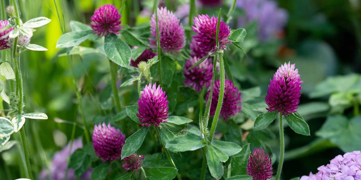 trifolium rubens