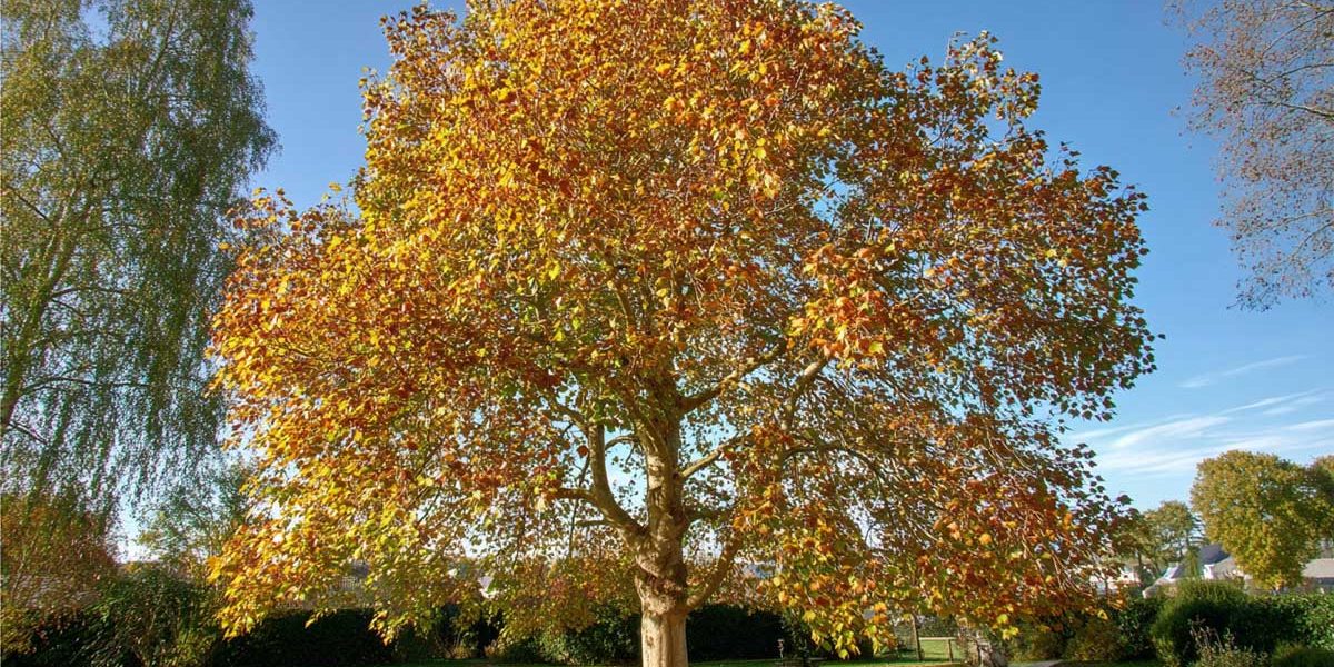 tulipier de virginie