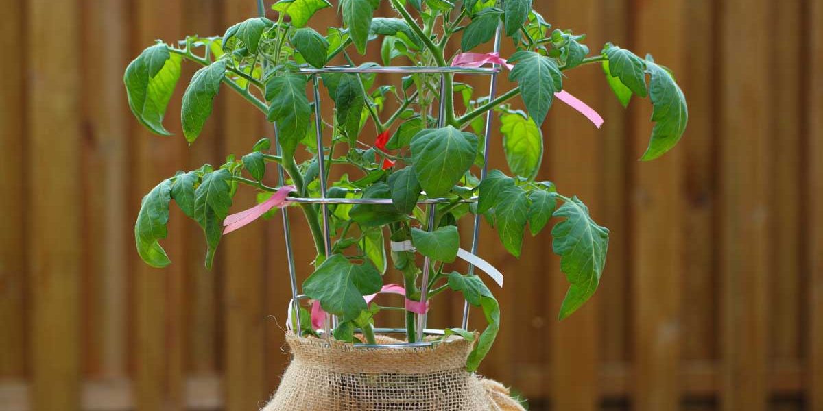 tuteur japonais tomates